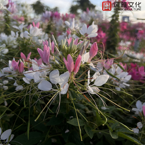 欧美富婆私生活XXXXXX
